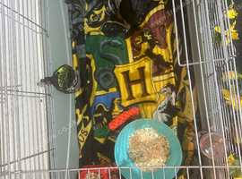 Guinea pig sale