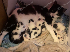 I have 6 beautiful kittens ready for a new home