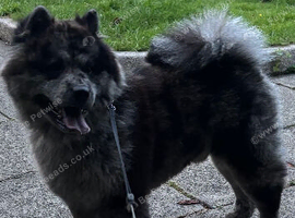 Chow chow