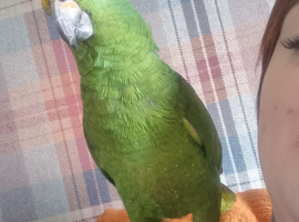 Yellow crested amazon parrot for sale