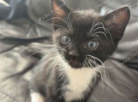 Two black and white kittens