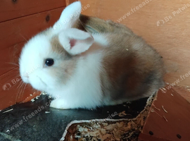 4 beautiful baby lops