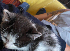 Kitten for rehome