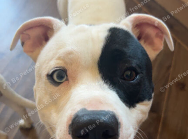 3 year old male Staffy X