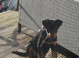 4 month old female Rottweiler