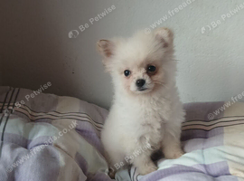 Teacup pomchi/ and chihuahua