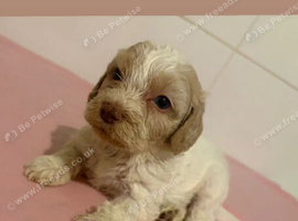 Beautiful Cockapoo Puppies