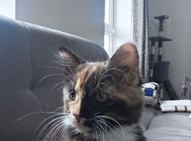 Girl kitten need her rehoused asap