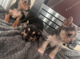 Jack russle x yorkie