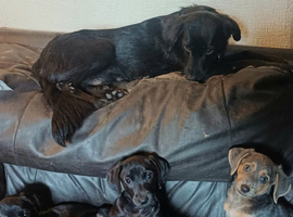 Adorable Markiejack puppies searching for their new forever homes