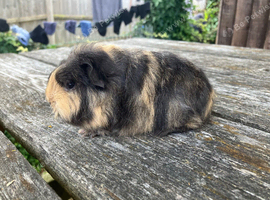 Swiss boars