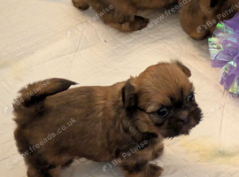 3 x shih Tzu puppies