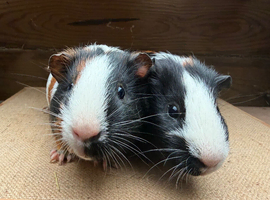 Gorgeous boys looking for loving home