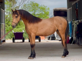 Two beautiful, well bred registered section C fillies