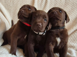 Exceptional KC Reg Chocolate Labrador Puppies