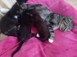 4 kittens looking for a Home