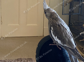 Cockateil for sale
