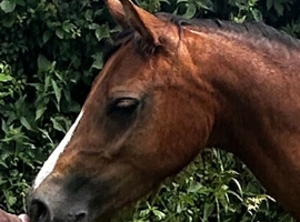 Welsh B 2 year old filly.