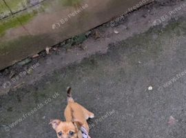 Female Chihuahua