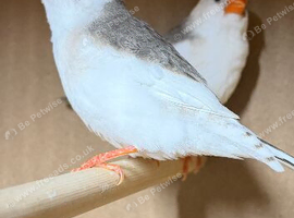 Zebra finches