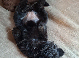Gorgeous mini sheepadoodle puppy