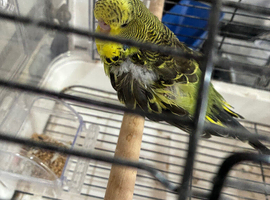 Baby exhibition budgies