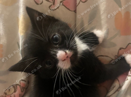 One male kitten left For Sale