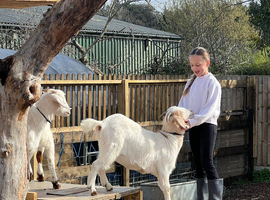 Boar Goats