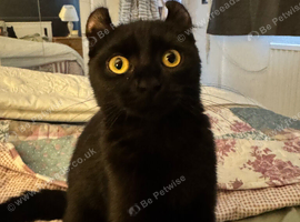 Black kitten female 6 months old