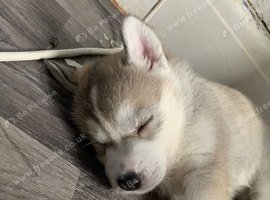 Siberian Husky Puppies