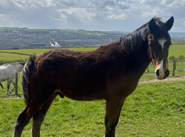 Welsh section D colt