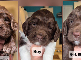 Sprocker/Cocker Spaniel Pups for sale