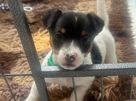 Traditional Mini Jack Russell pups