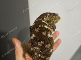 Female leachianus gecko