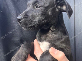 Patterdale x Jack Russell puppies