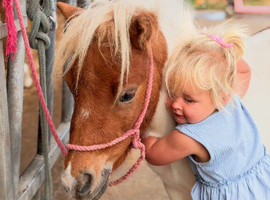 Miniature Shetland filly.