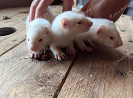 8-9 weeks old boys and girls
