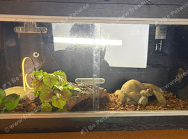 1 year old male + full set up