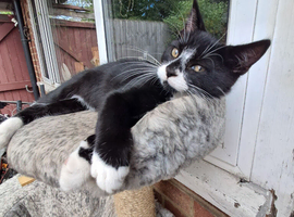 Kitten for sale