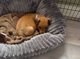 Jack Russell pup for sale
