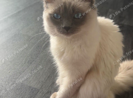 1 year old male ragdoll