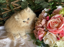 British long and shorthair kittens