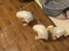 3 ducks