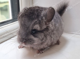 Ebony Male Chinchilla Kit for reservation