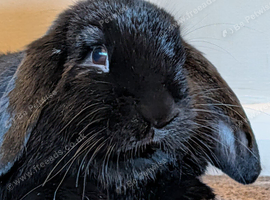 Beautiful black female lop