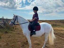 12hh pony club allrounder