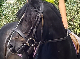 !13hh 11yr old riding cob!