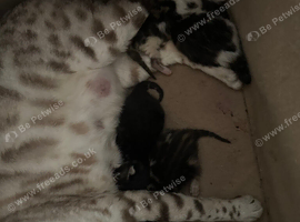 Bengal cross moggy