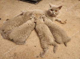 4 british shorthair kittens ready to leave
