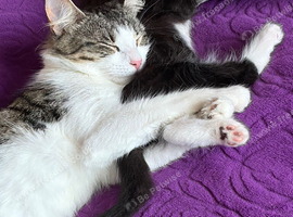 part Mainecoon female Ruby